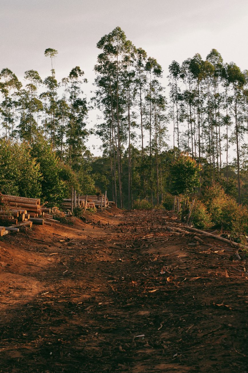 Cleared path in a rural forest area with felled trees and tall eucalyptus trees.