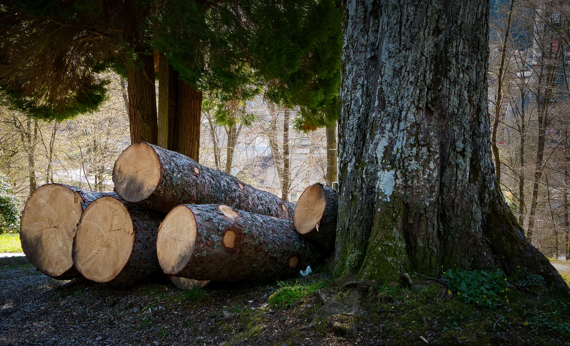 Freshly cut tree logs resting under trees in a serene forest setting. Ideal for nature-related themes.
